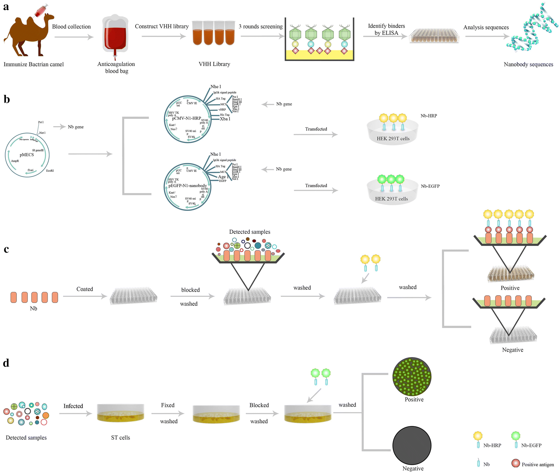 Development of a horseradish peroxidase-nanobody fusion 
