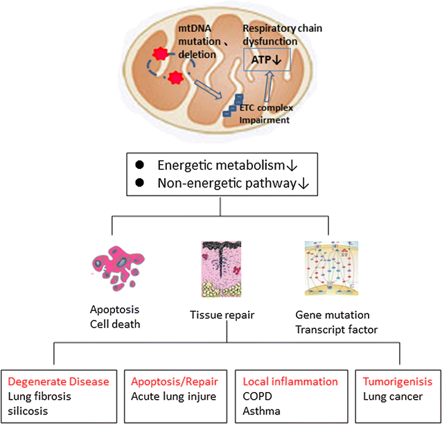 The pathophysiological role of mitochondrial oxidative stress in lung