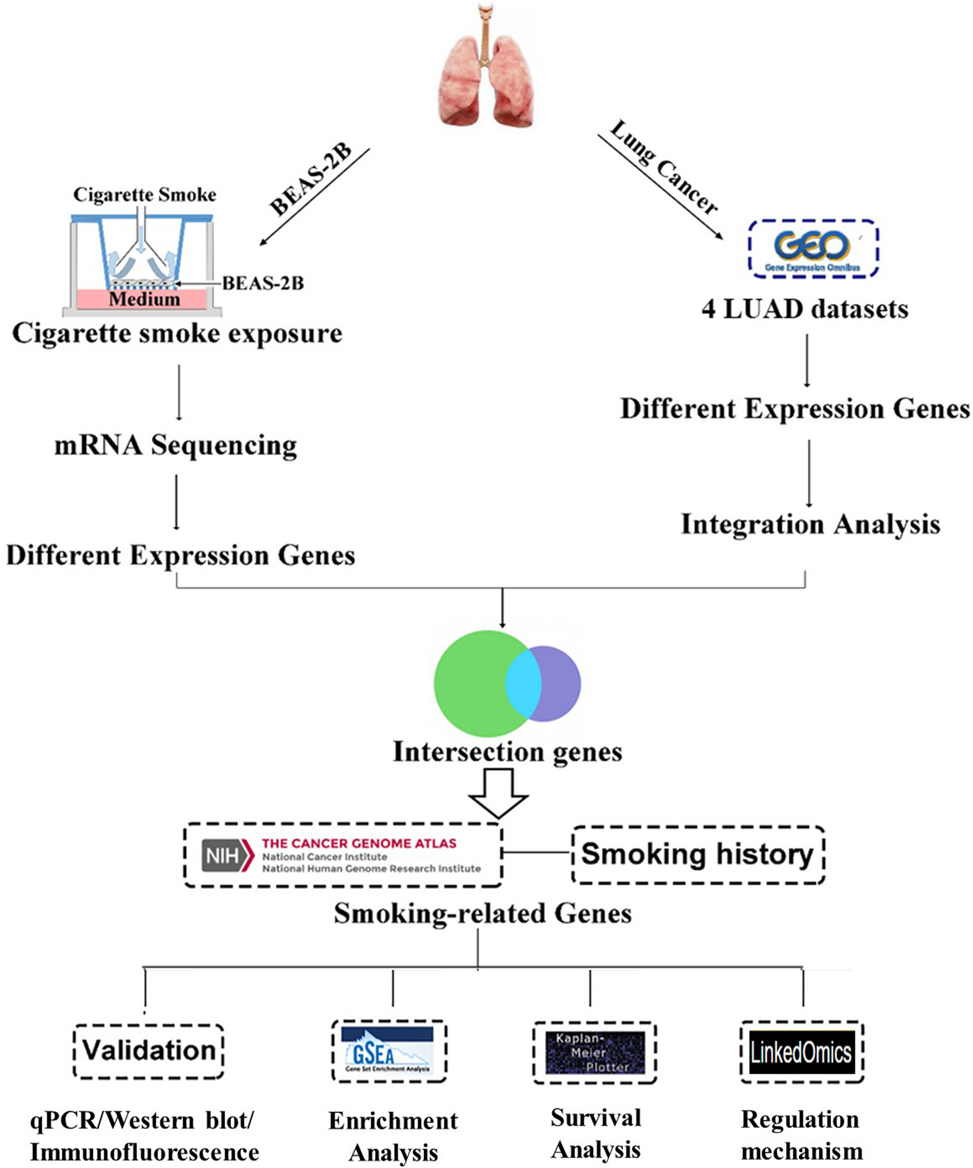 Identification and validation of smokingrelated genes in lung adenocarcinoma using an in vitro