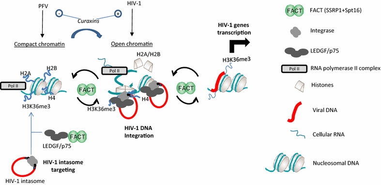 Modulation of chromatin structure by the FACT histone chaperone complex ...