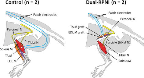 Adjacent regenerative peripheral nerve interfaces produce phase
