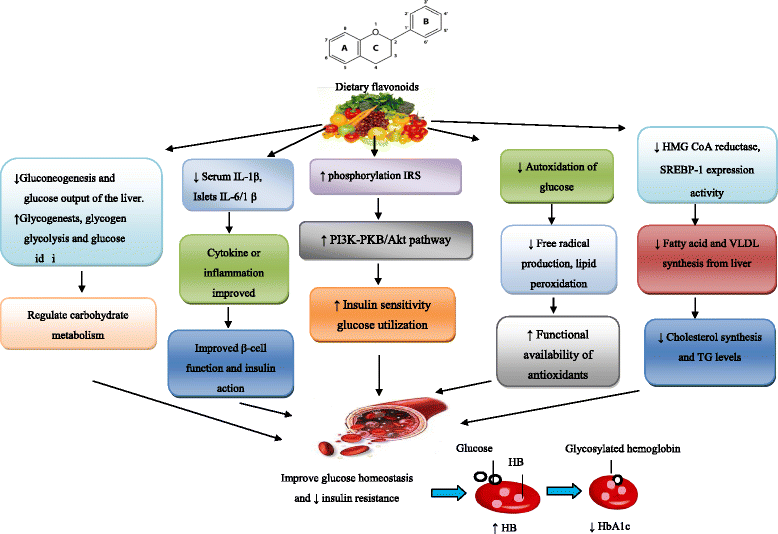 Antidiabetic properties of dietary flavonoids a cellular mechanism