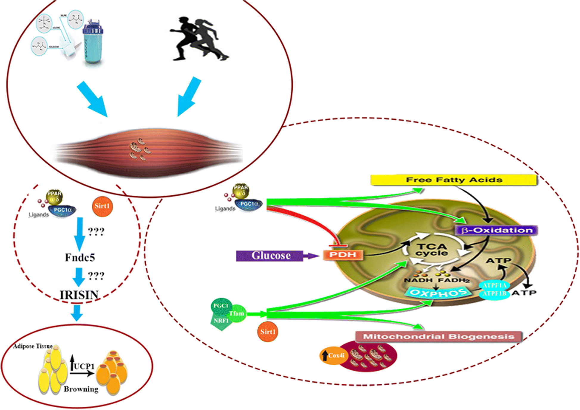 PPARγ/Pgc1αFndc5 pathway upregulation in gastrocnemius and heart