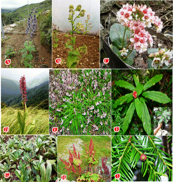 Ethnomedicinal plants used by local inhabitants of Jakholi