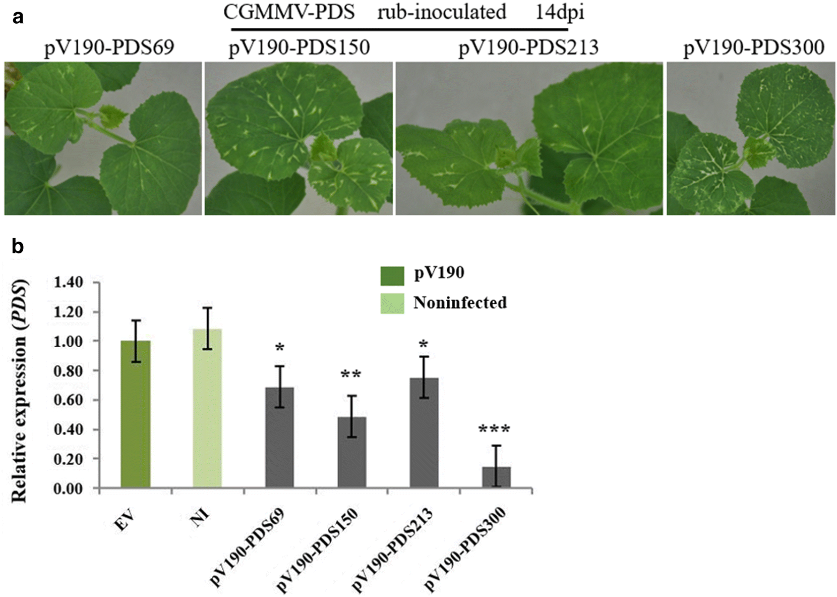 A cucumber green mottle mosaic virus vector for virus ...