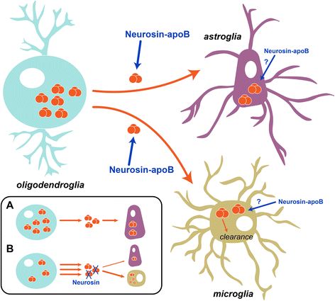 A Brain-targeted, Modified Neurosin (kallikrein-6) Reduces α-synuclein 