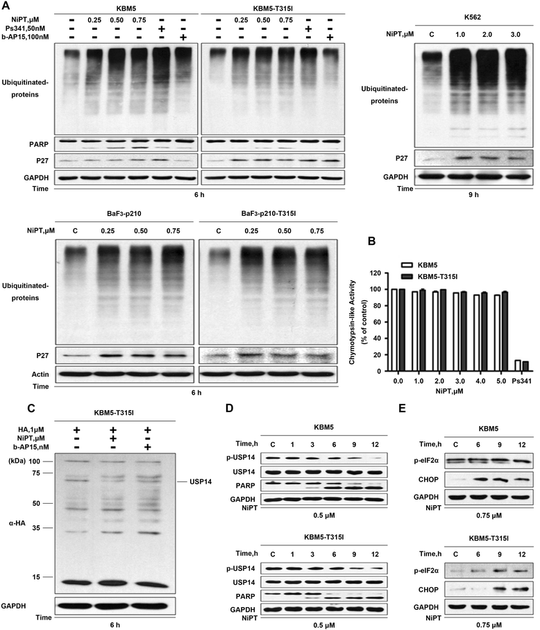 NiPT inhibits proteasome function in CML cells. a NiPT 