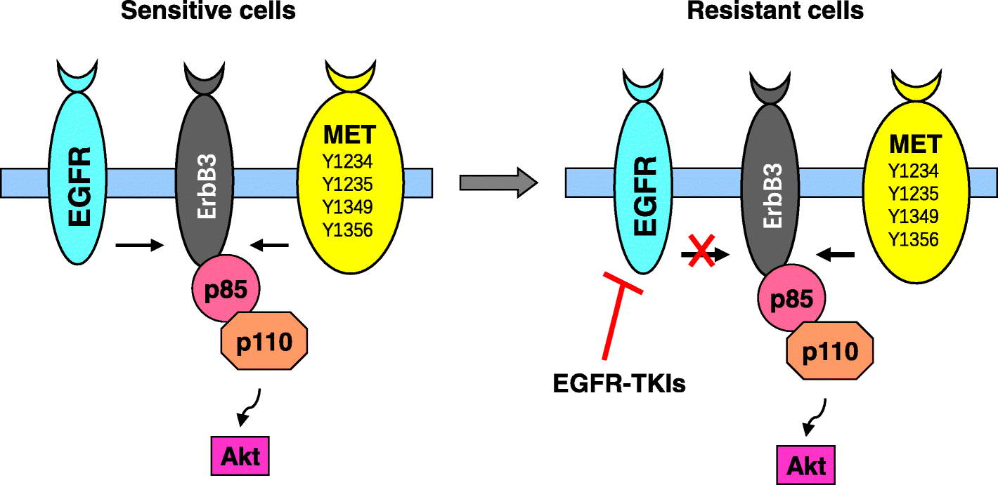 MET inhibitors for targeted therapy of EGFR TKIresistant