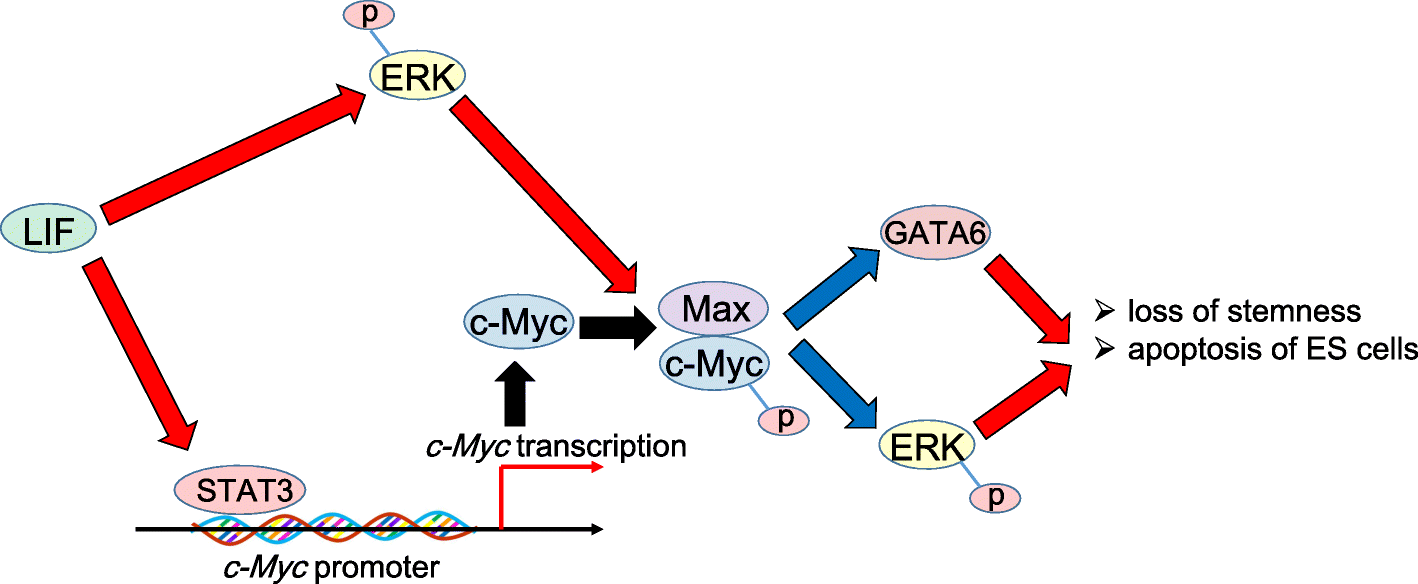Emerging roles of Myc in stem cell biology and novel tumor therapies Biology Diagrams