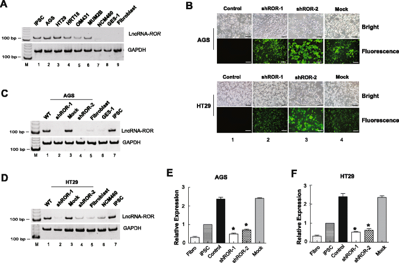 Long noncoding RNA ROR decoys genespecific histone methylation to