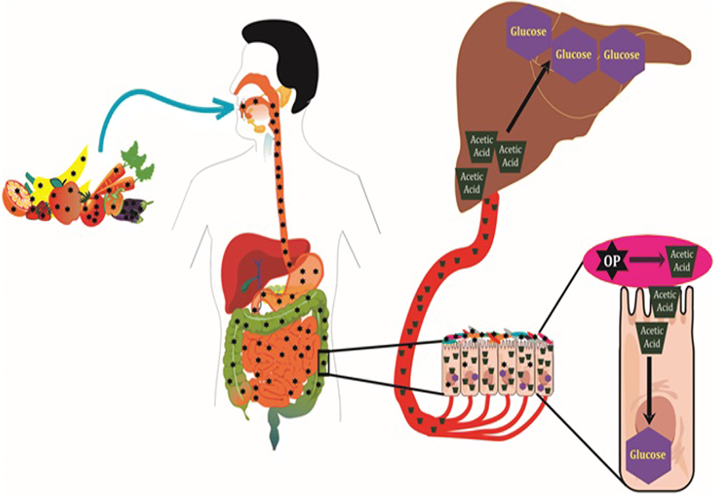 once absorbed, the majority of glucose is transported to once absorbed, the majority of glucose is transported to