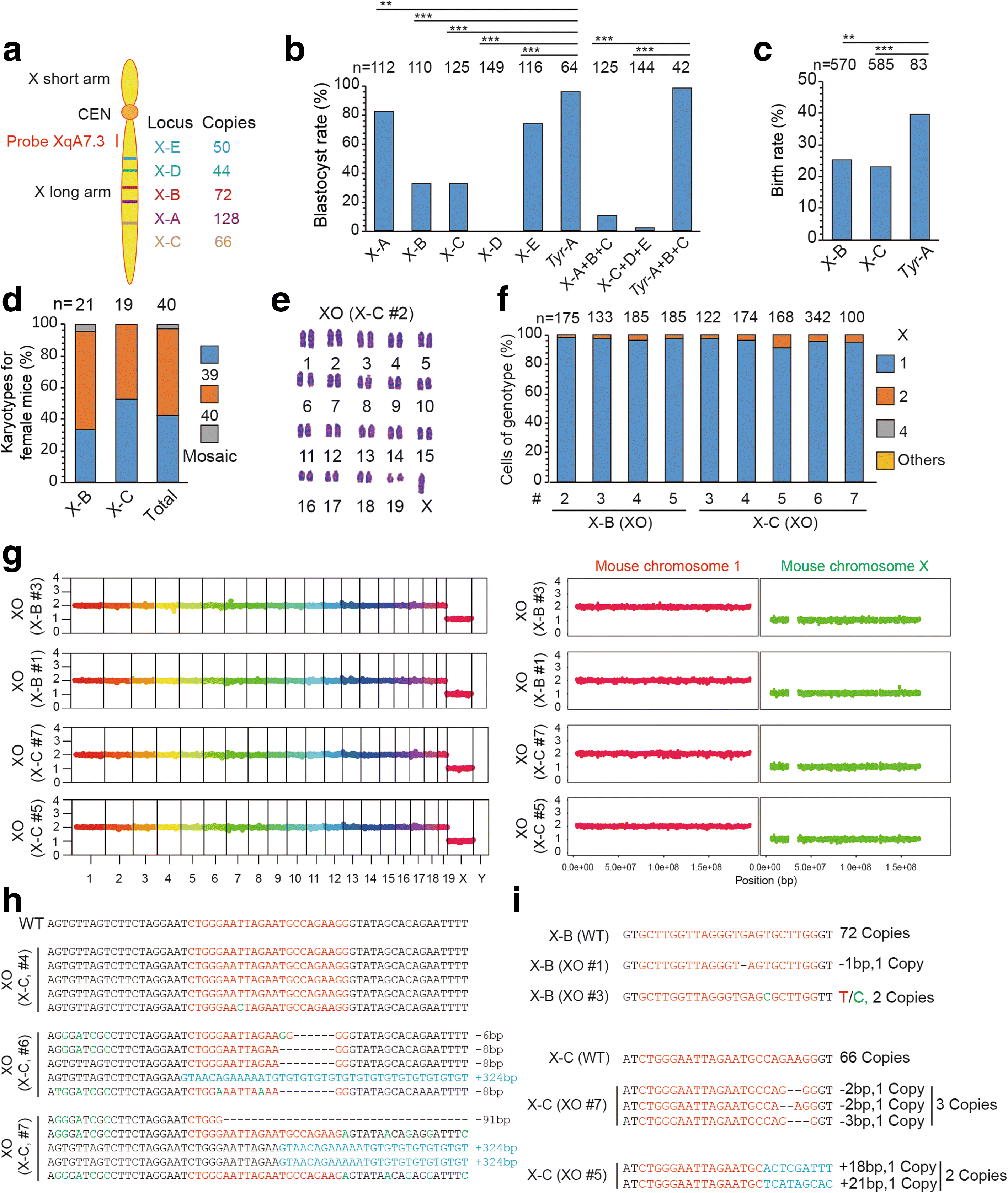 Figure 6 | CRISPR/Cas9-mediated targeted chromosome elimination