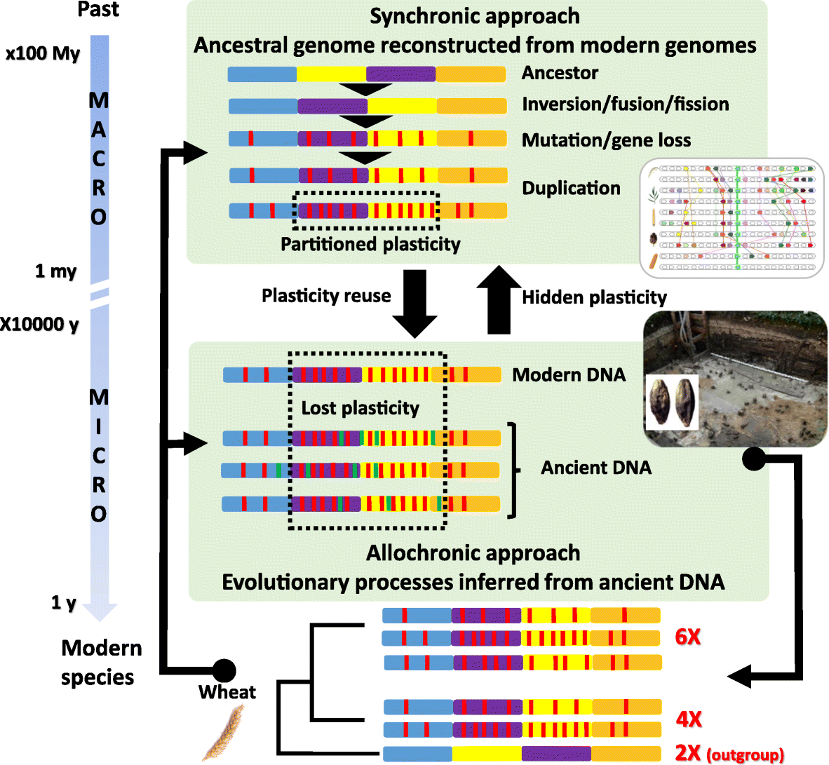 Paleogenomics: Reconstruction Of Plant Evolutionary Trajectories From ...