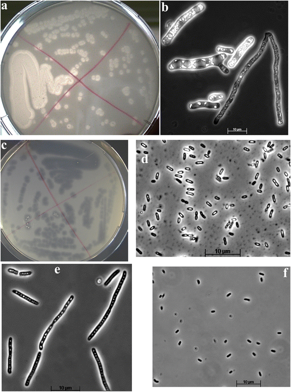 Lipid recovery from a vegetable oil emulsion using microbial enrichment