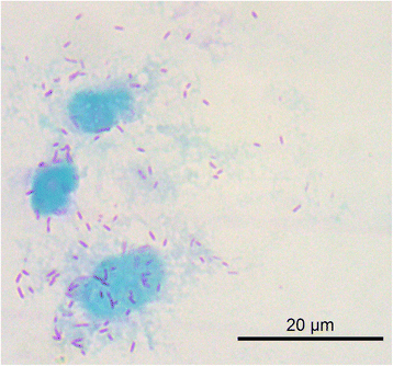 Rickettsia vini n. sp. (Rickettsiaceae) infecting the tick Ixodes ...