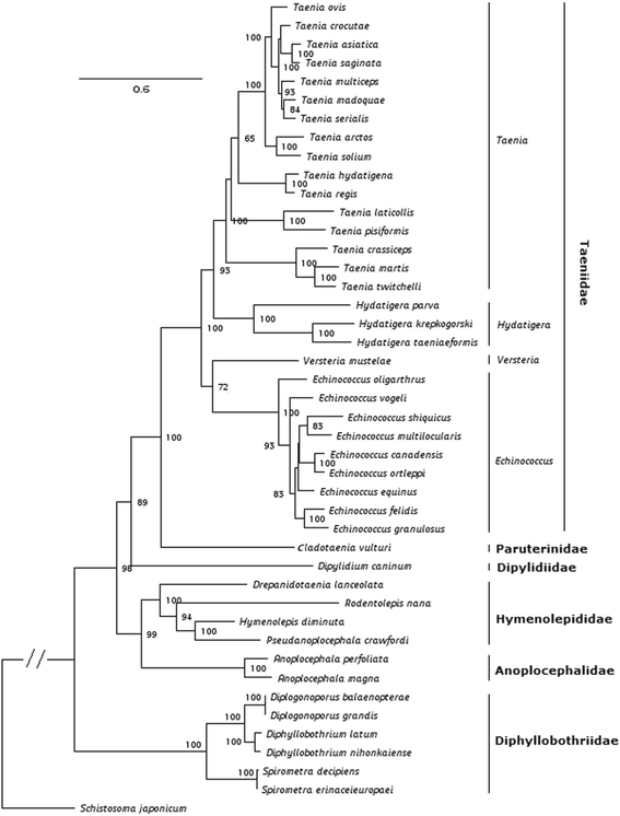 The Complete Mitochondrial Genome Of The Tapeworm
