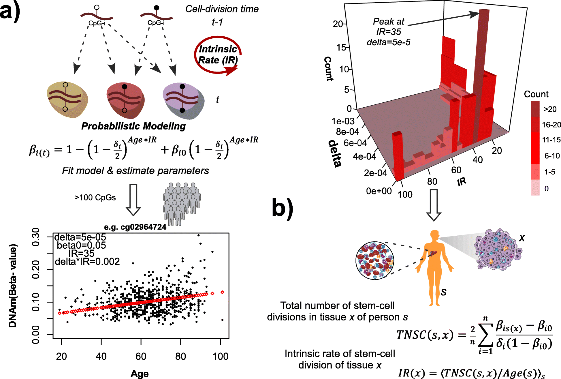 A comparison of mitoticlike clocks for cancer risk