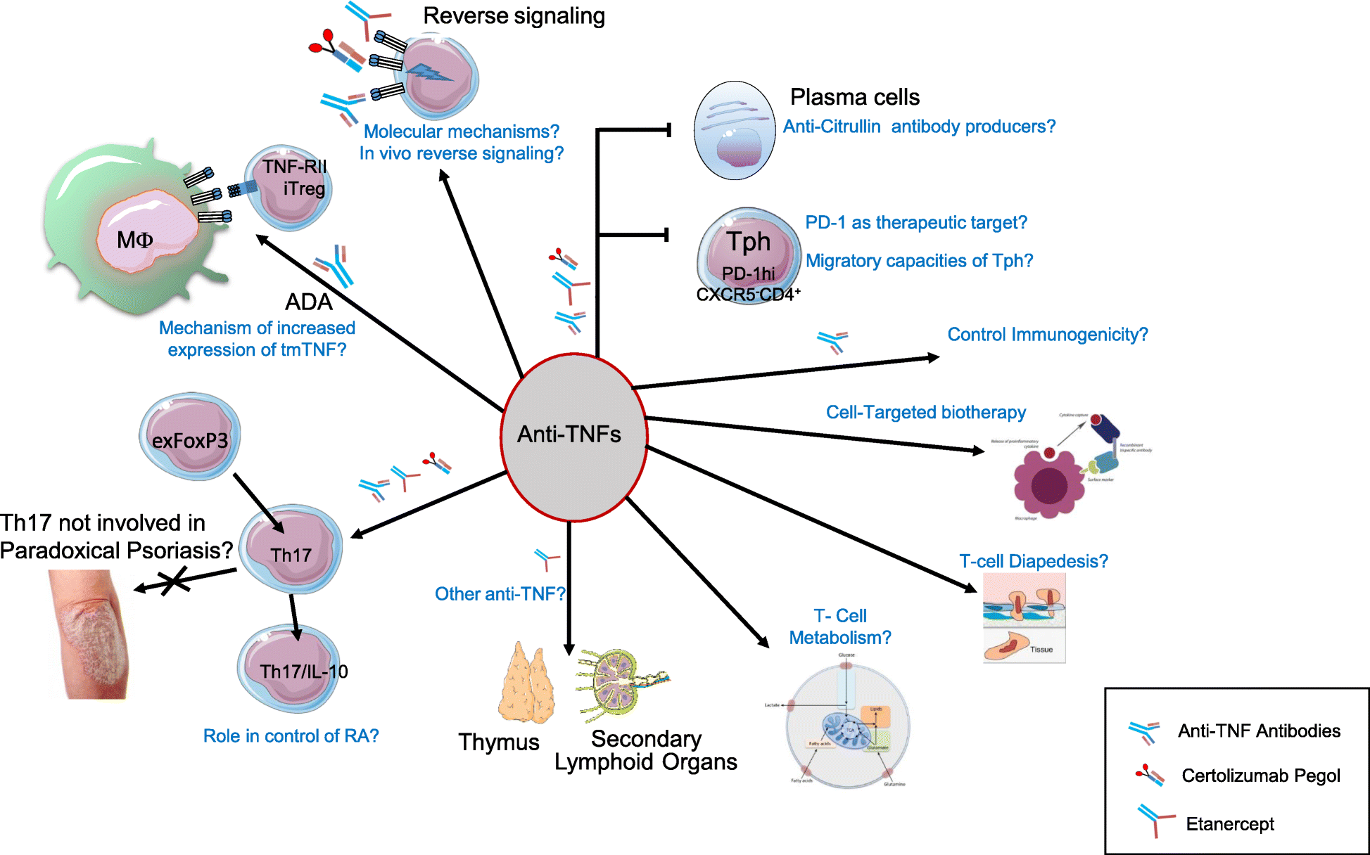 Modulation of Tcell responses by antitumor necrosis