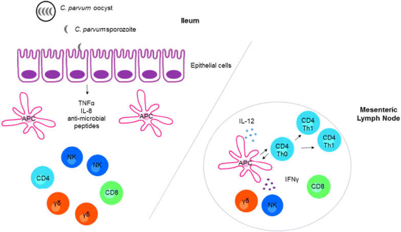 Bovine cryptosporidiosis: impact, host-parasite ...
