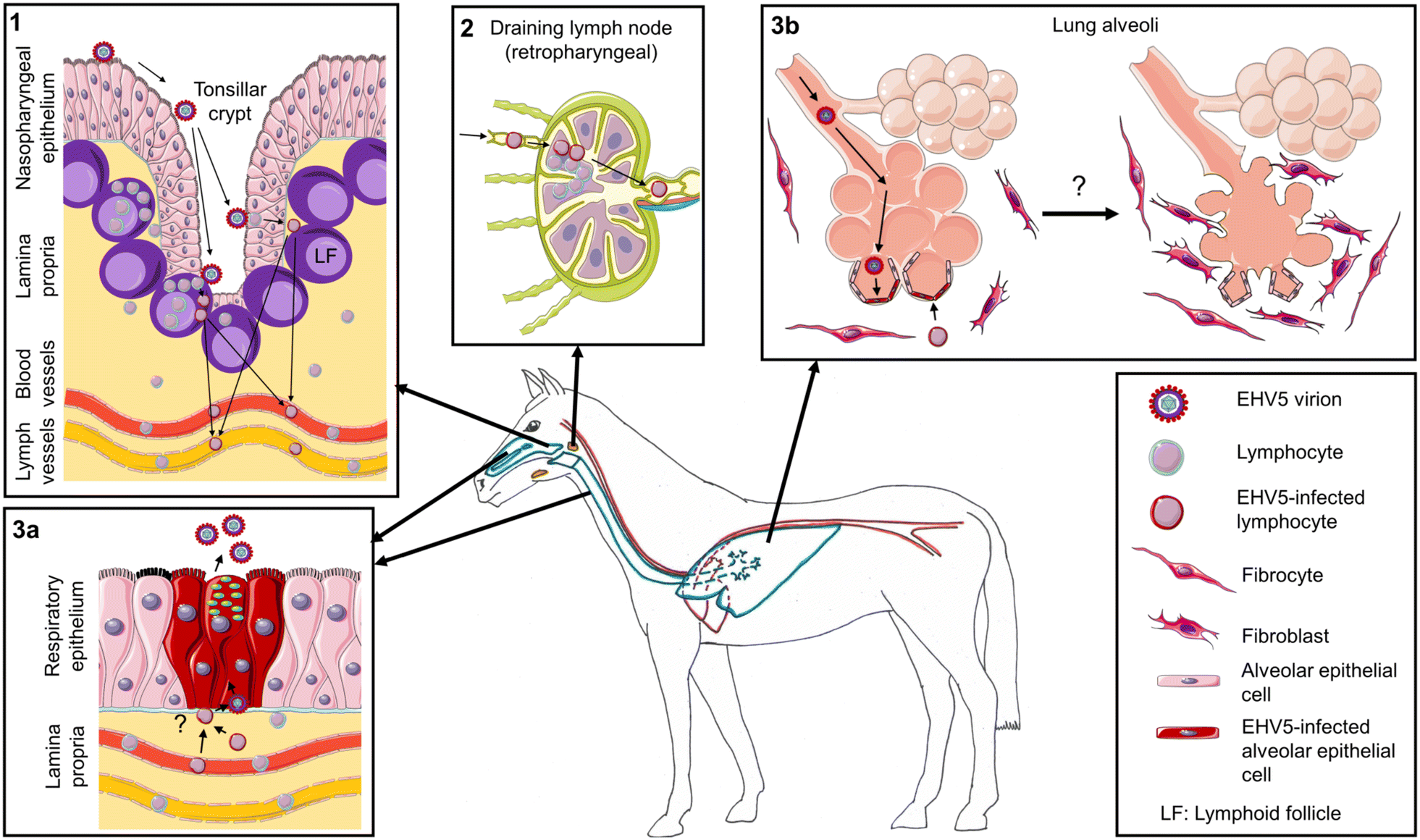 Servier Medical Art Veterinary 10000 Noches
