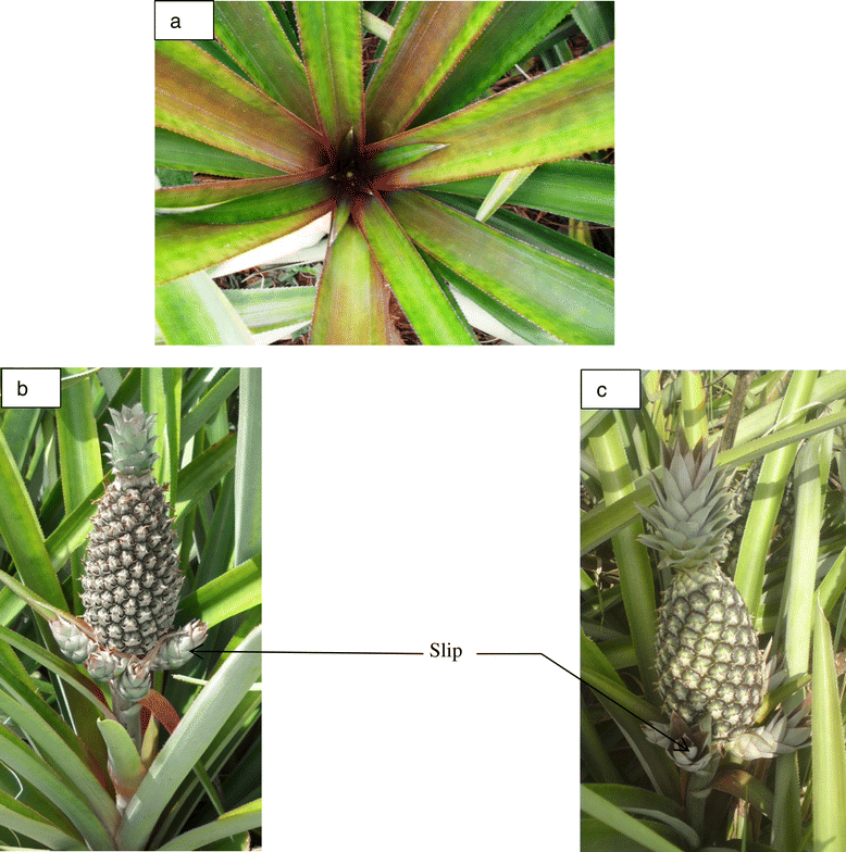 Selective pruning in pineapple plants as means to reduce heterogeneity