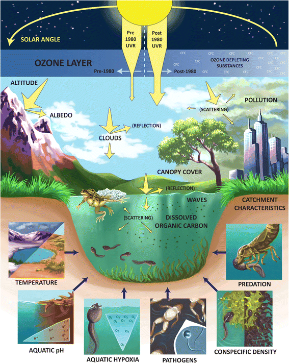 Drivers of amphibian declines effects of ultraviolet radiation and interactions with other