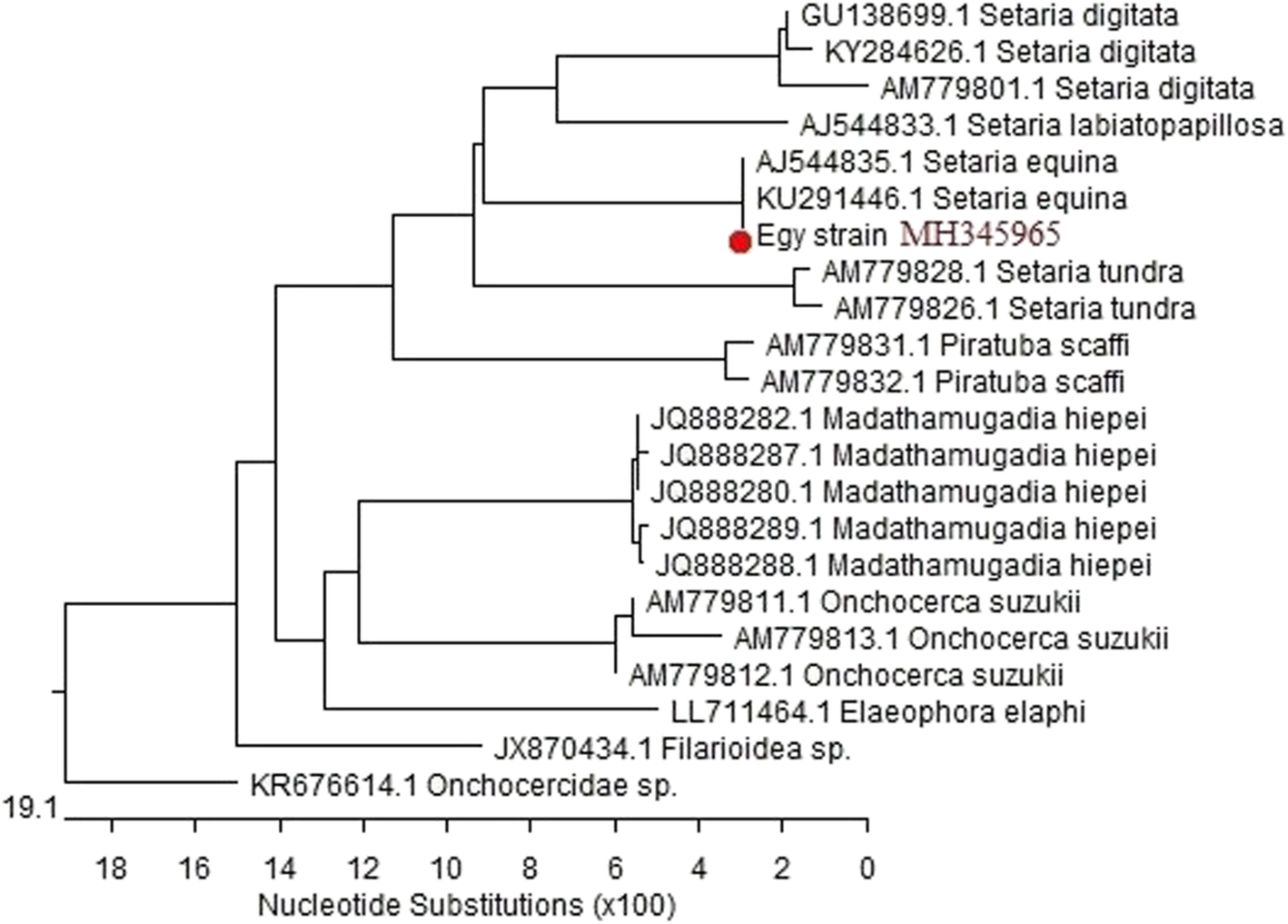 Morphological And Molecular Characterization Of Setaria Equina In