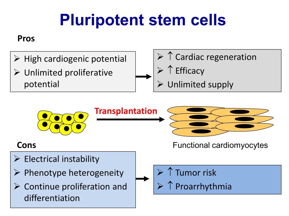 Multipotent (adult) and pluripotent stem cells for heart regeneration