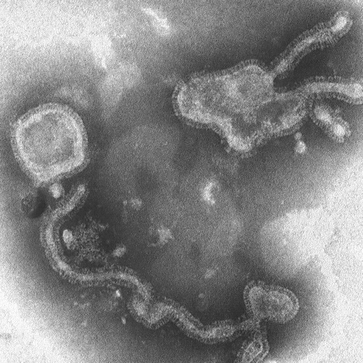 Avian pneumovirus. Fig. 1