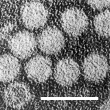 Bombyx mori densovirus. Fig.1
