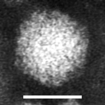 Drosophila X virus. Fig. 1