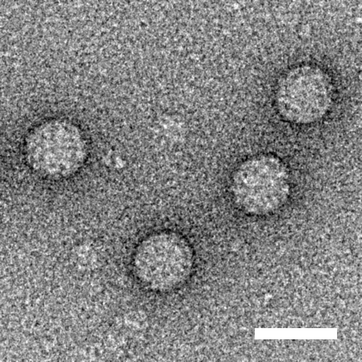 Parechovirus. Fig. 1
