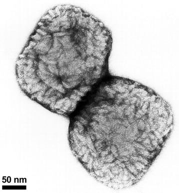 Tanapox virus. Fig. 1