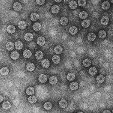 Brome mosaic virus. Fig.1
