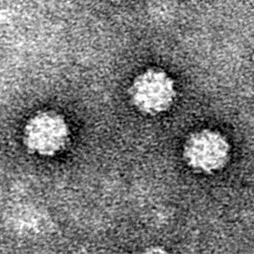Chicken anemia virus. Fig. 1