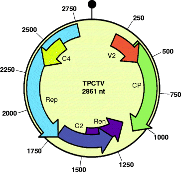 Genome organization of tomato pseudo-curly top virus. Fig. 1