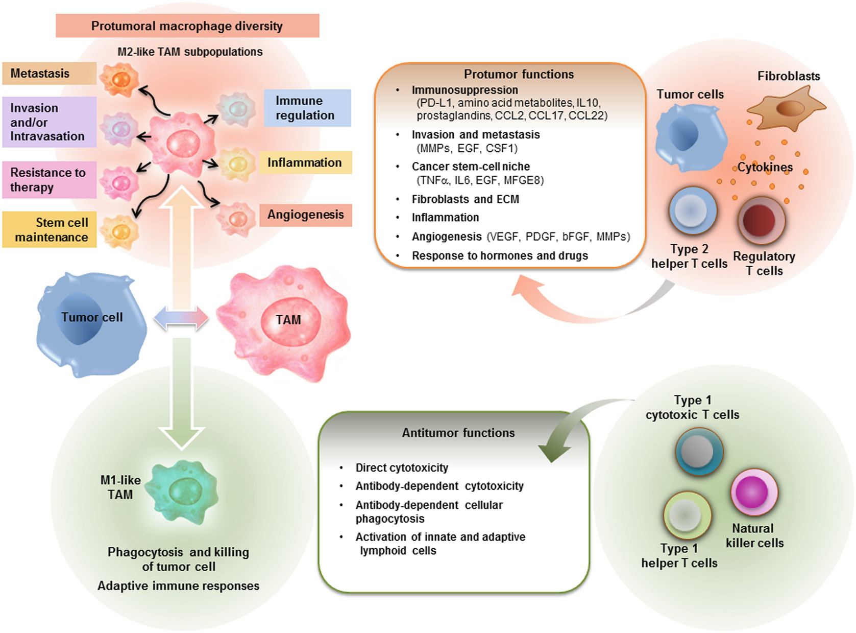 Figure 1 | Cancer Immunotherapy: Targeting Tumor-Associated Macrophages by  Gene Silencing | SpringerLink