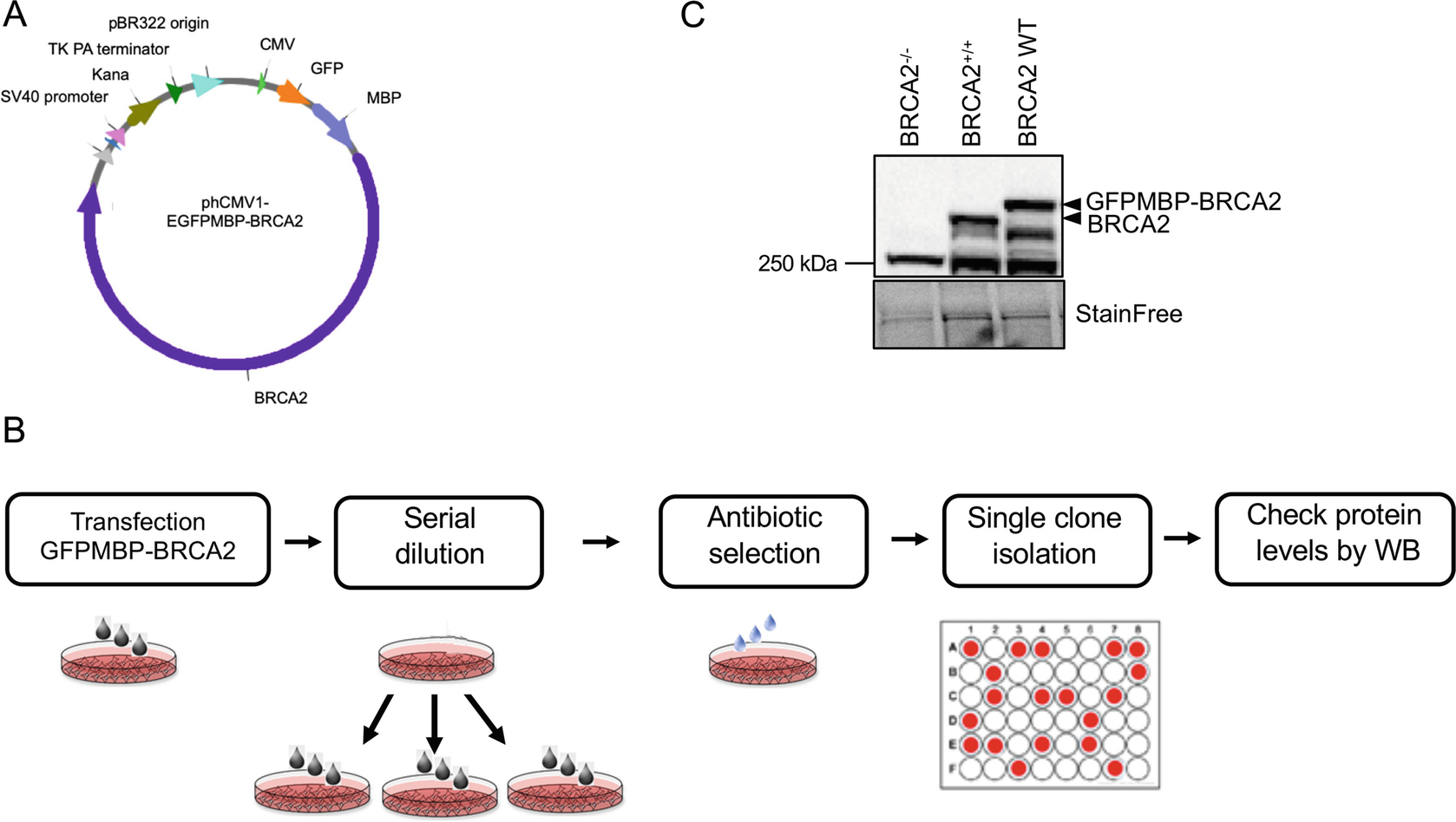 Figure 1 | Monitoring Homologous Recombination Activity in Human Cells |  SpringerLink