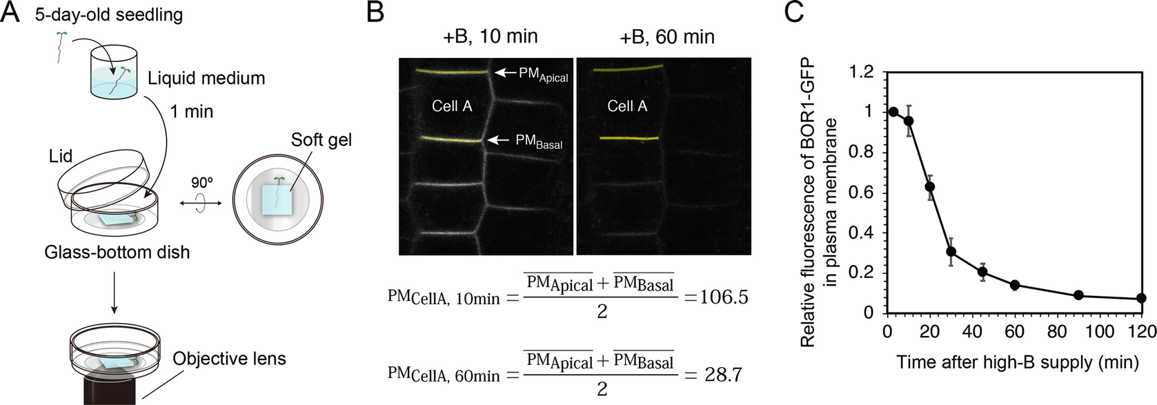Figure 3 | Analysis of Endocytosis and Intracellular Trafficking of Boric  Acid/Borate Transport Proteins in Arabidopsis | SpringerLink