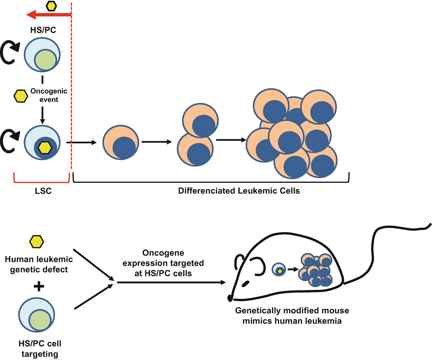 Figure 1 | In Vivo Generation of Leukemic Stem Cells by HSC Targeting by  Transgenesis | SpringerLink