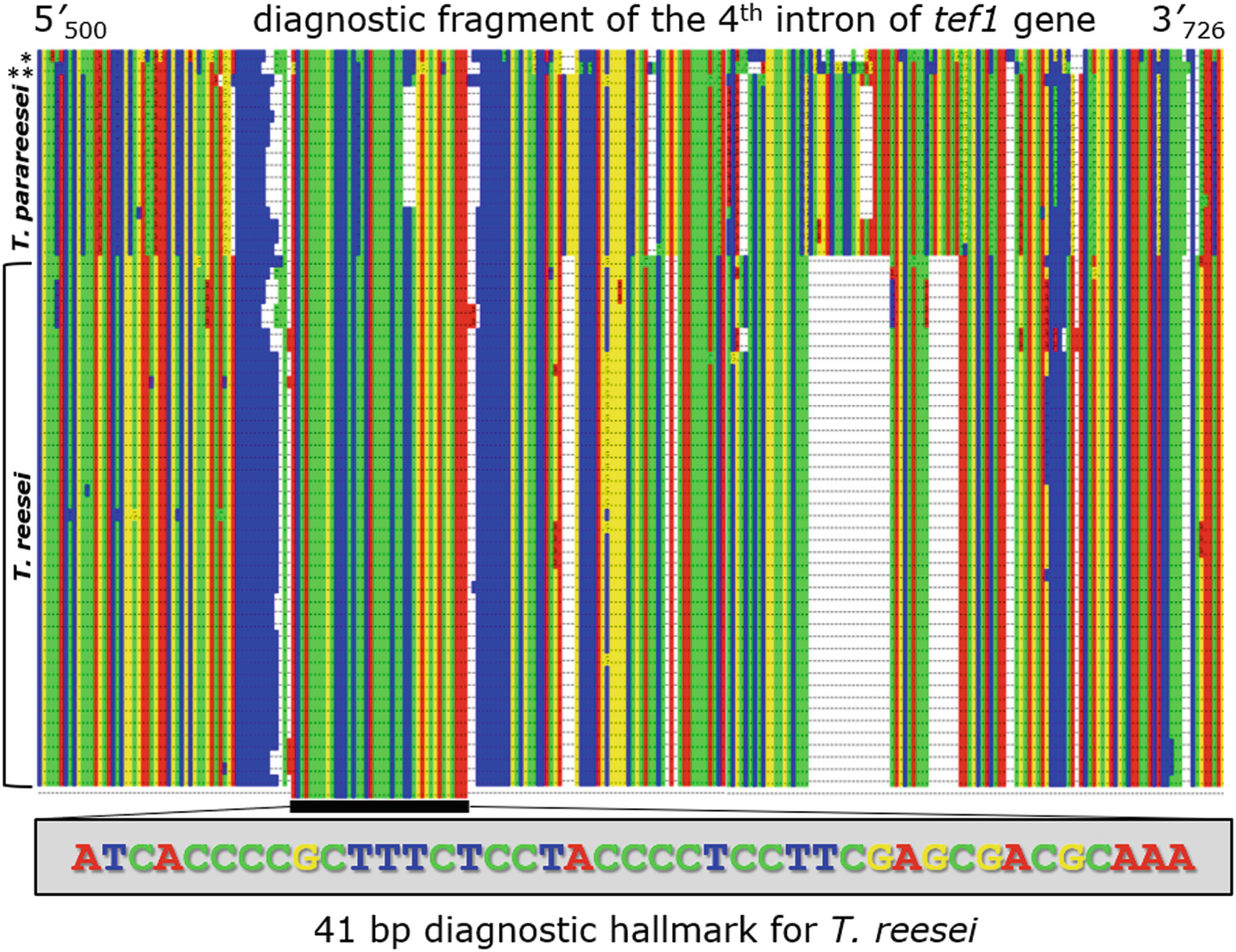 Figure 3 | Molecular Identification of Trichoderma reesei | SpringerLink