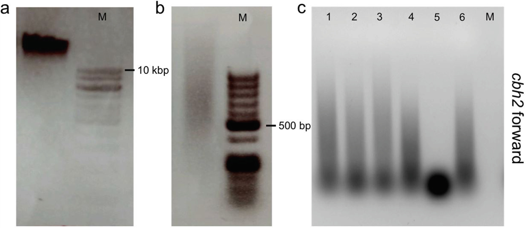 Figure 2 | In Vivo Footprinting Analysis in Trichoderma ...