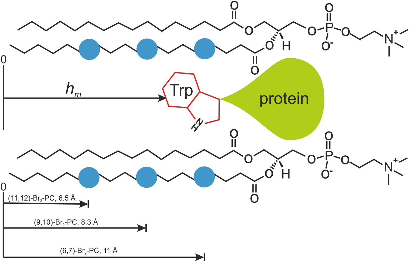 Figure 2 | Fluorescence Assays to Study Membrane Penetration of Proteins |  SpringerLink