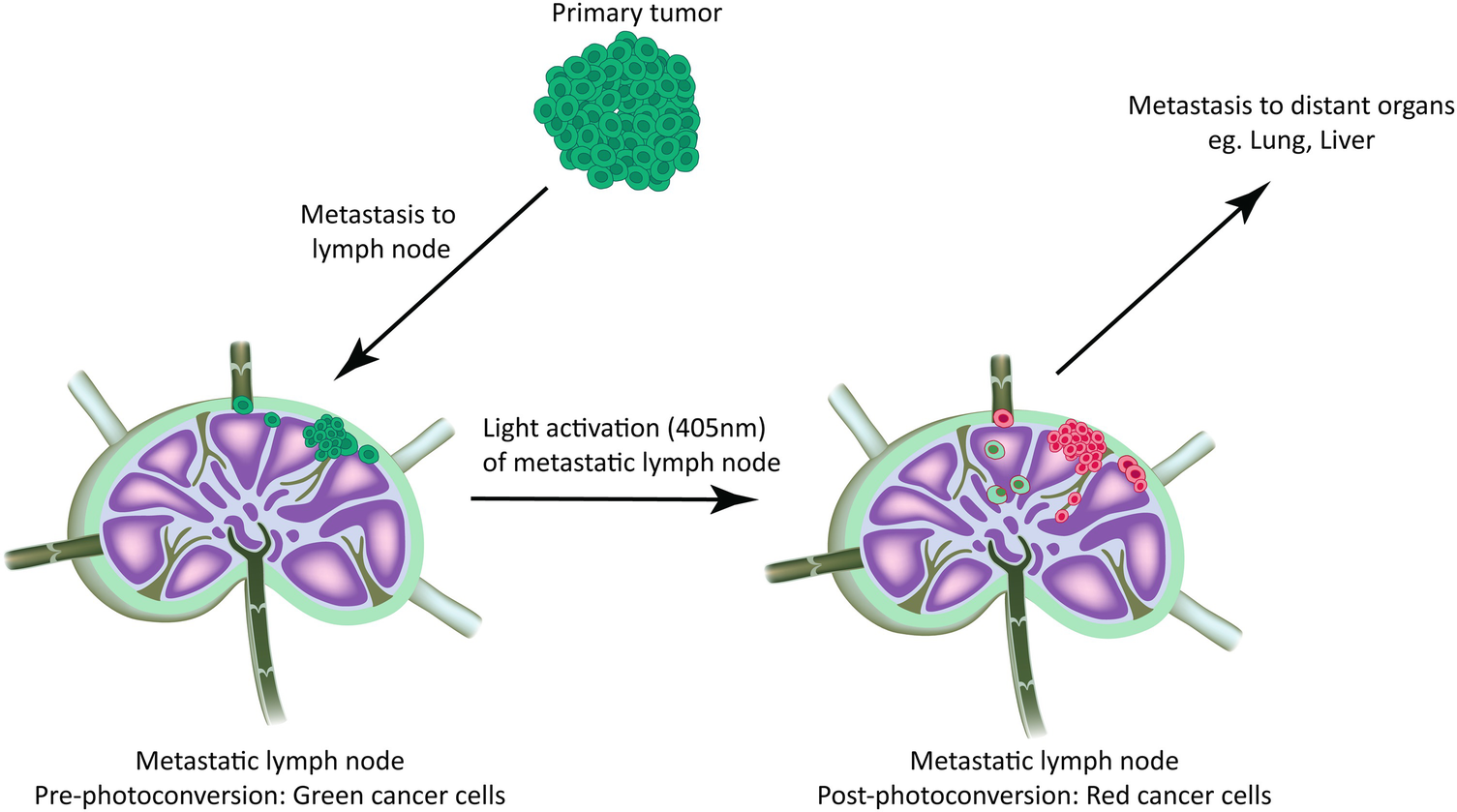 Figure 1 | Fate Mapping of Cancer Cells in Metastatic Lymph Nodes Using  Photoconvertible Proteins | SpringerLink