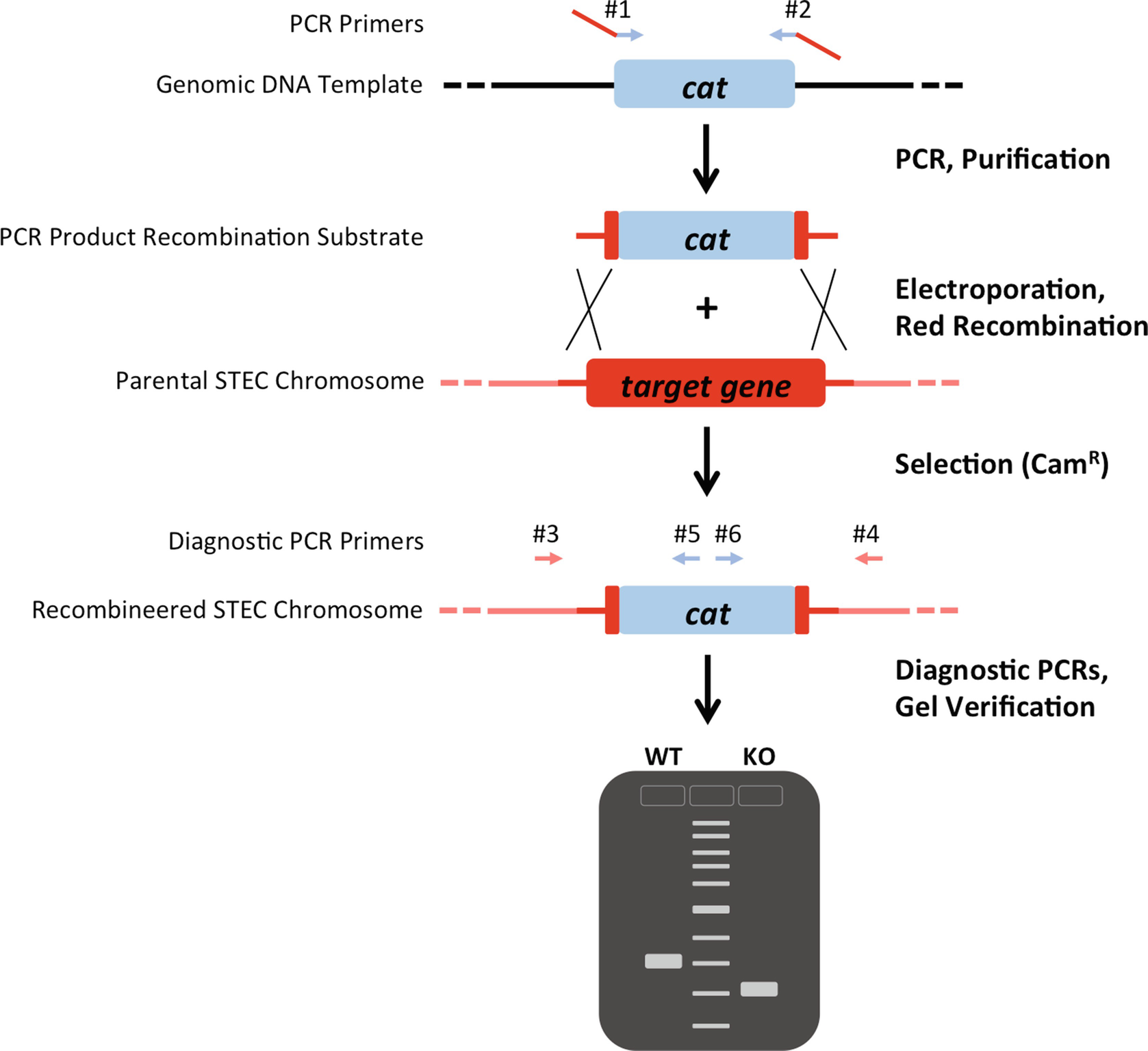 Figure 2 | Lambda Red–Mediated Recombination in Shiga Toxin-Producing  Escherichia coli | SpringerLink