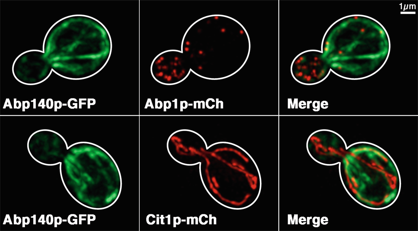 Figure 1 | Imaging the Actin Cytoskeleton in Live Budding Yeast Cells |  SpringerLink