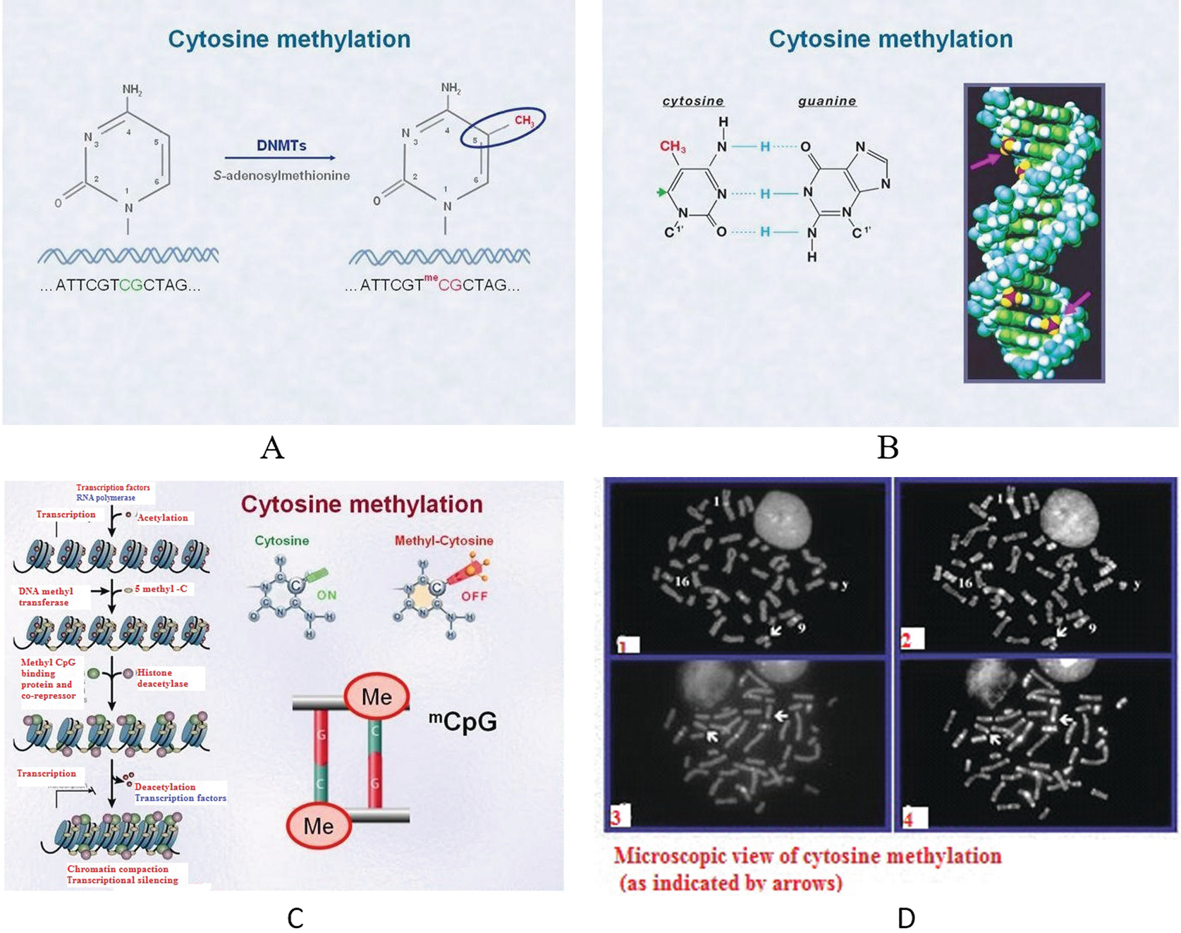 cytosine methylation