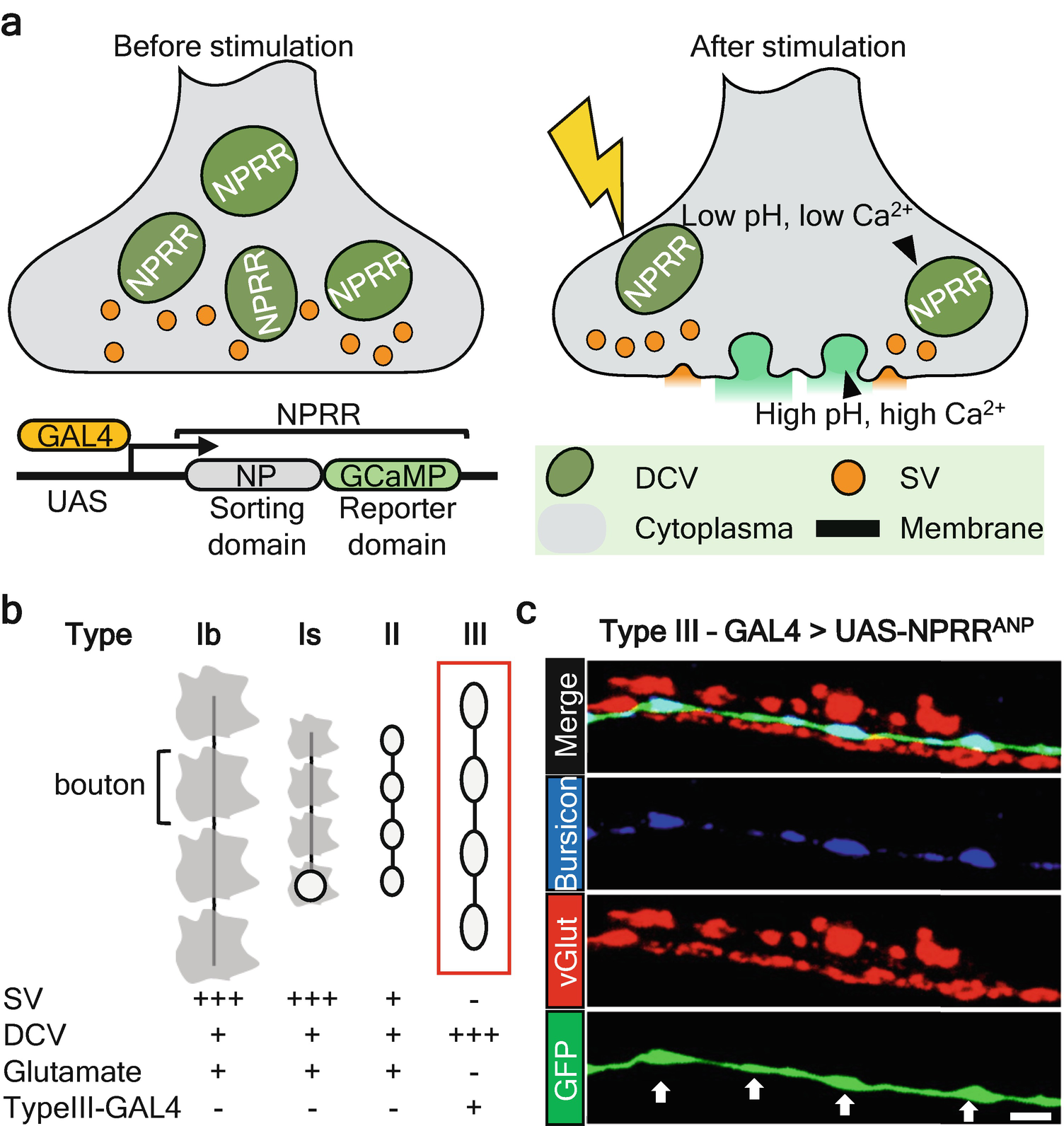 Figure 1 | Imaging Neuropeptide Release at Drosophila Neuromuscular  Junction with a Genetically Engineered Neuropeptide Release Reporter |  SpringerLink