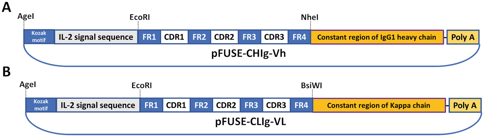 Figure 1 | Construction of a Mouse-Feline Chimeric Neutralizing Antibody  Against SARS-CoV-2 | SpringerLink
