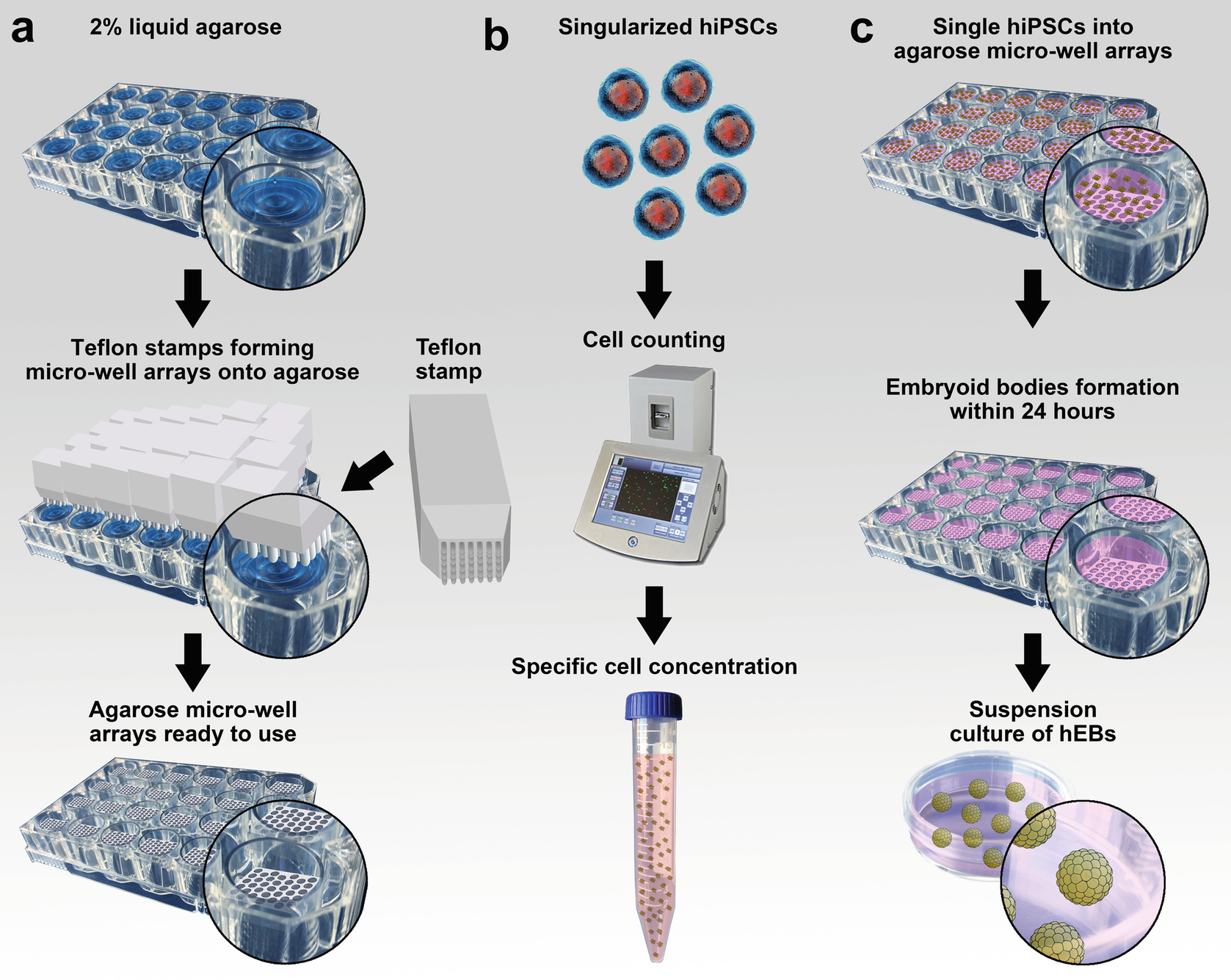 Figure 1 | Development of a Scalable Three-Dimensional Culture of Human  Induced Pluripotent Stem Cells-Derived Liver Organoids | SpringerLink